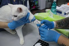 В России предложили повременить с сертификацией лекарств для животных