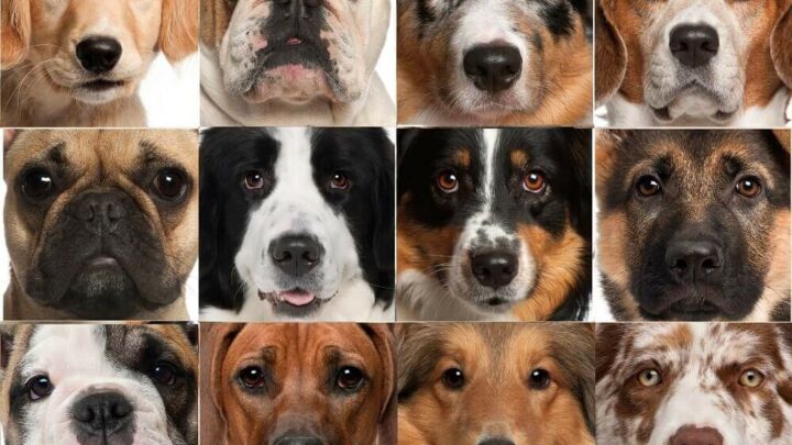 Породы собак с фотографиями и названиями: какую породу выбрать